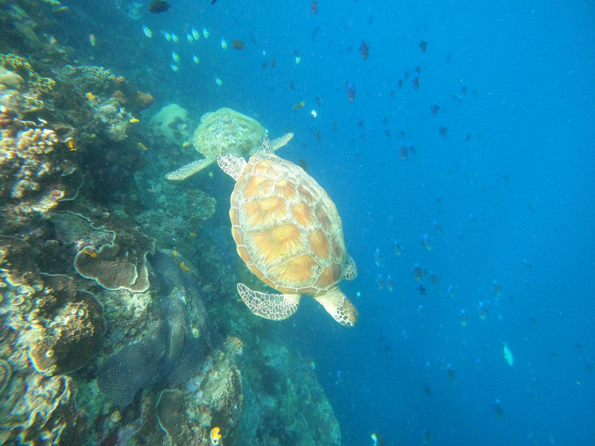 4 Sisters Divers Bunaken Exteriör bild