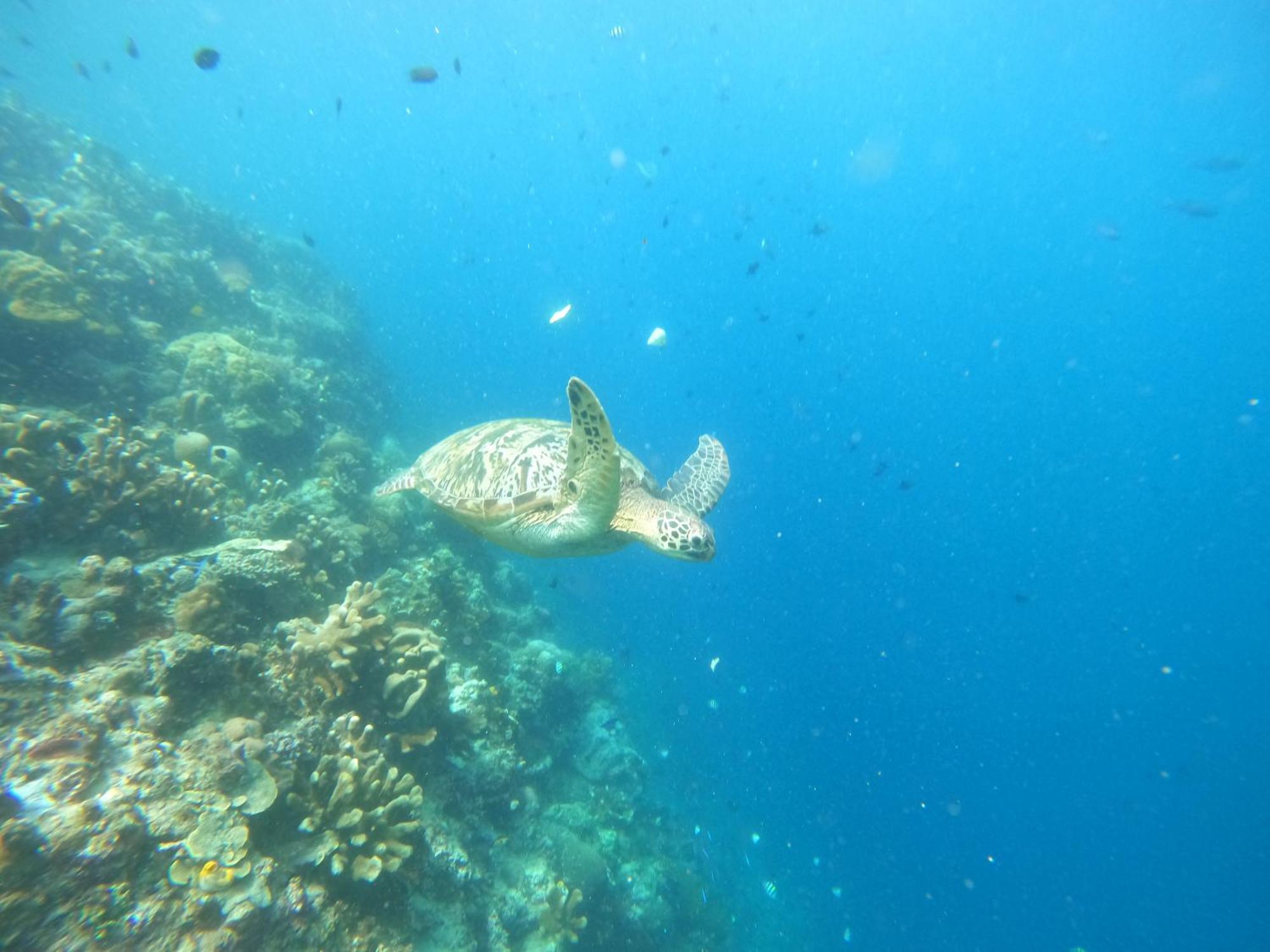 4 Sisters Divers Bunaken Exteriör bild