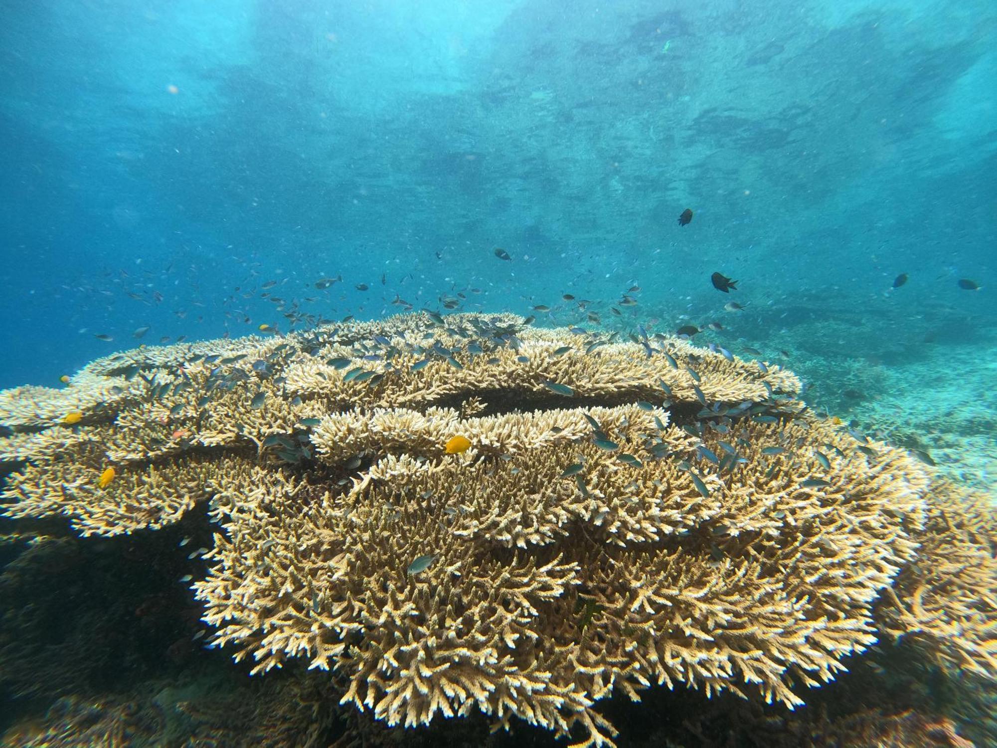 4 Sisters Divers Bunaken Exteriör bild