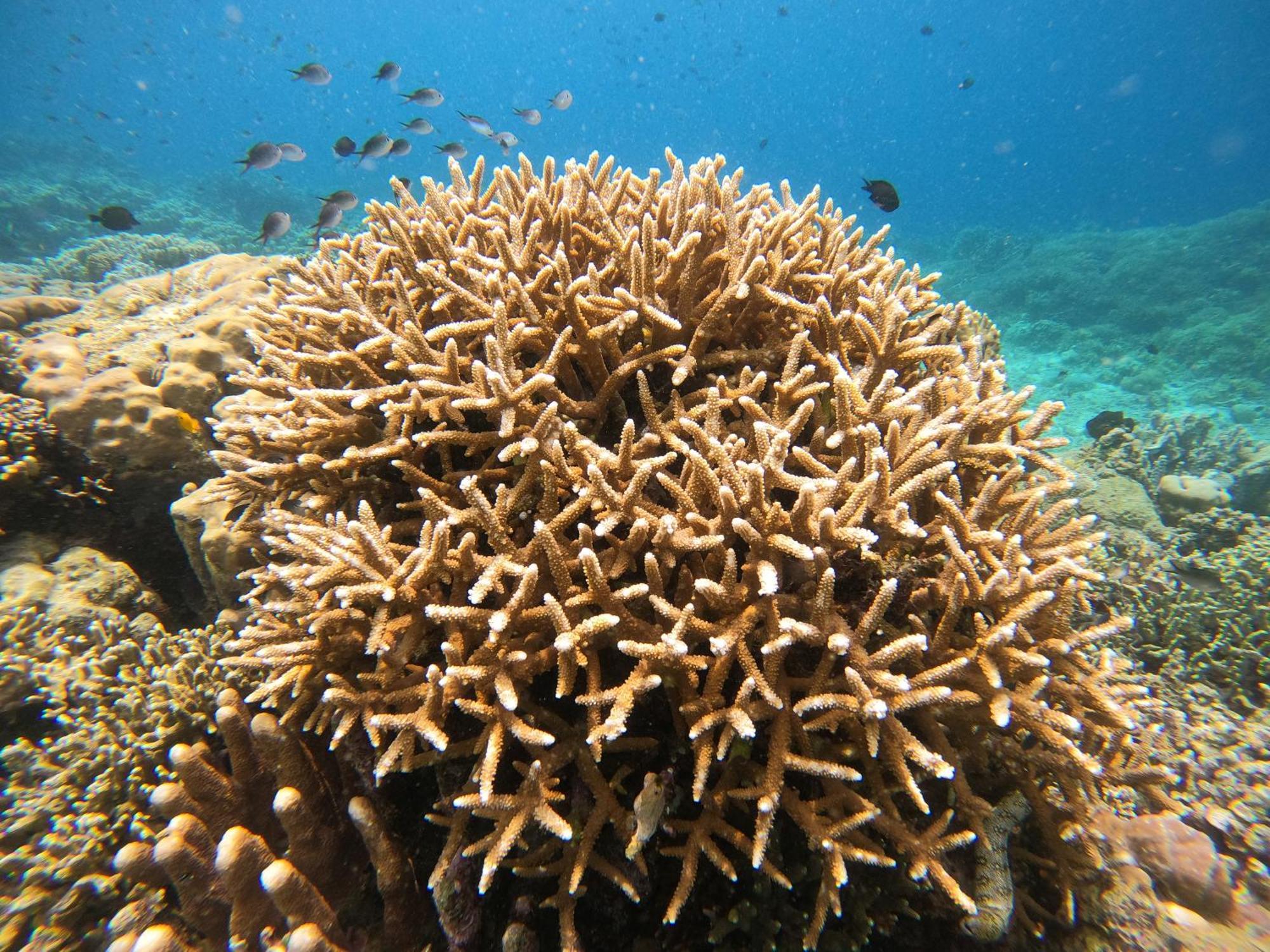 4 Sisters Divers Bunaken Exteriör bild