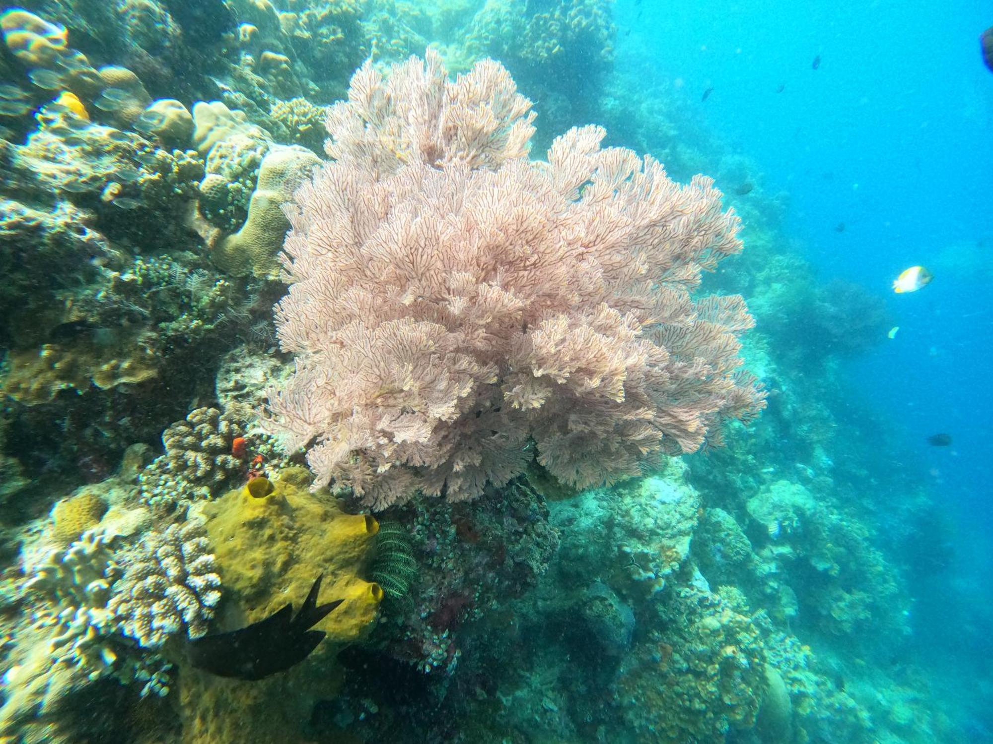 4 Sisters Divers Bunaken Exteriör bild