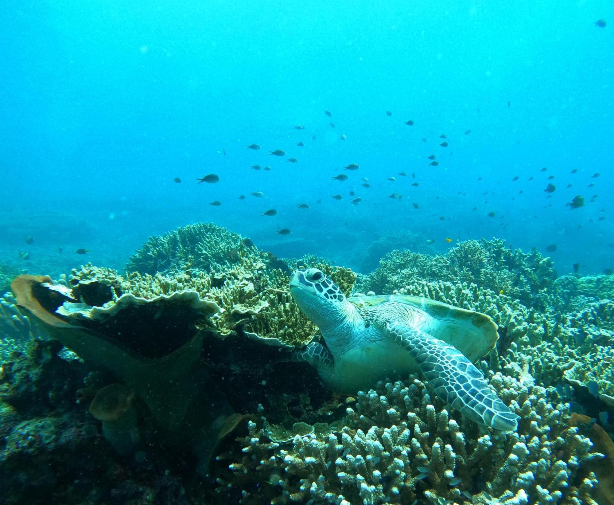 4 Sisters Divers Bunaken Exteriör bild