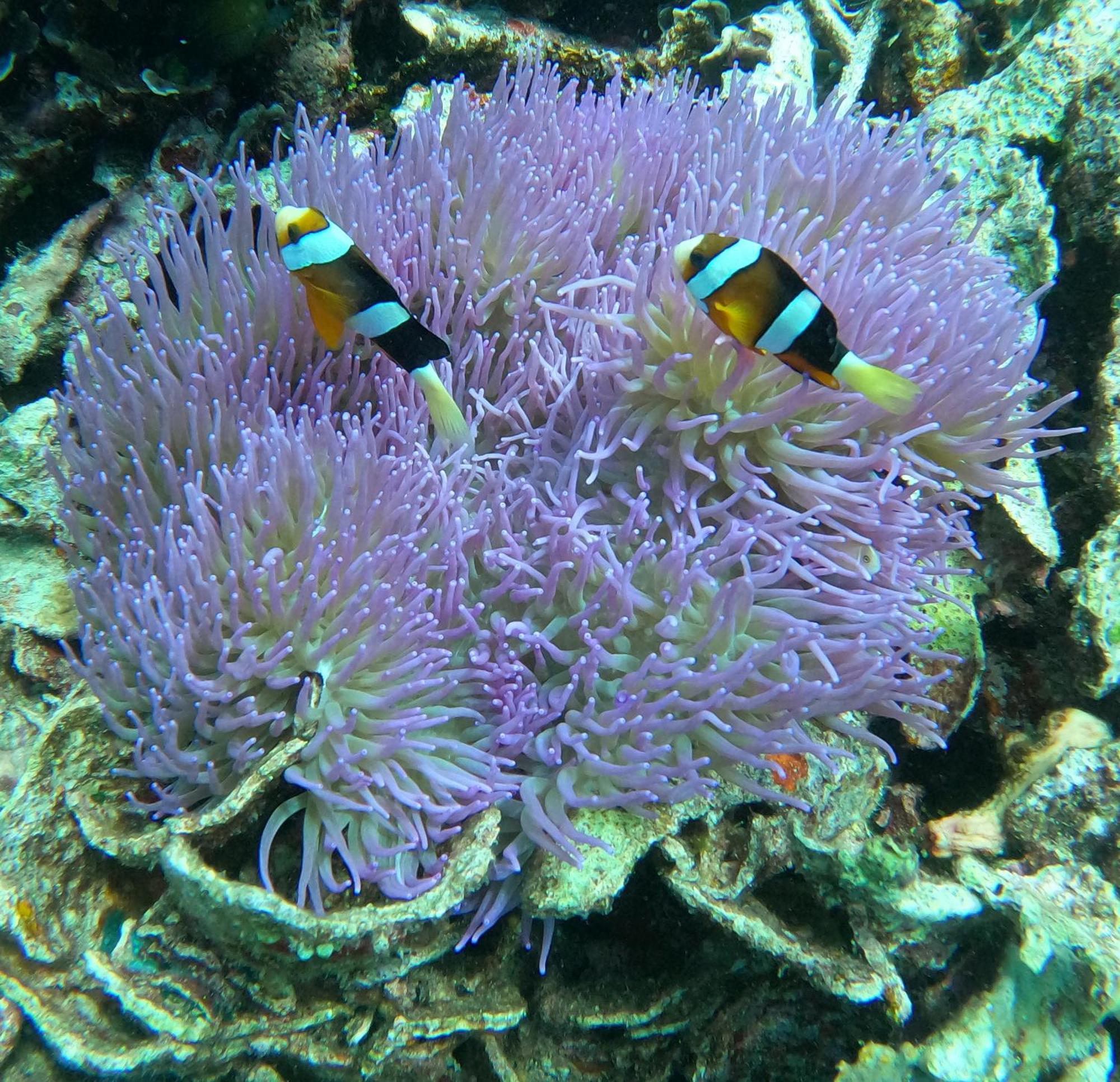 4 Sisters Divers Bunaken Exteriör bild