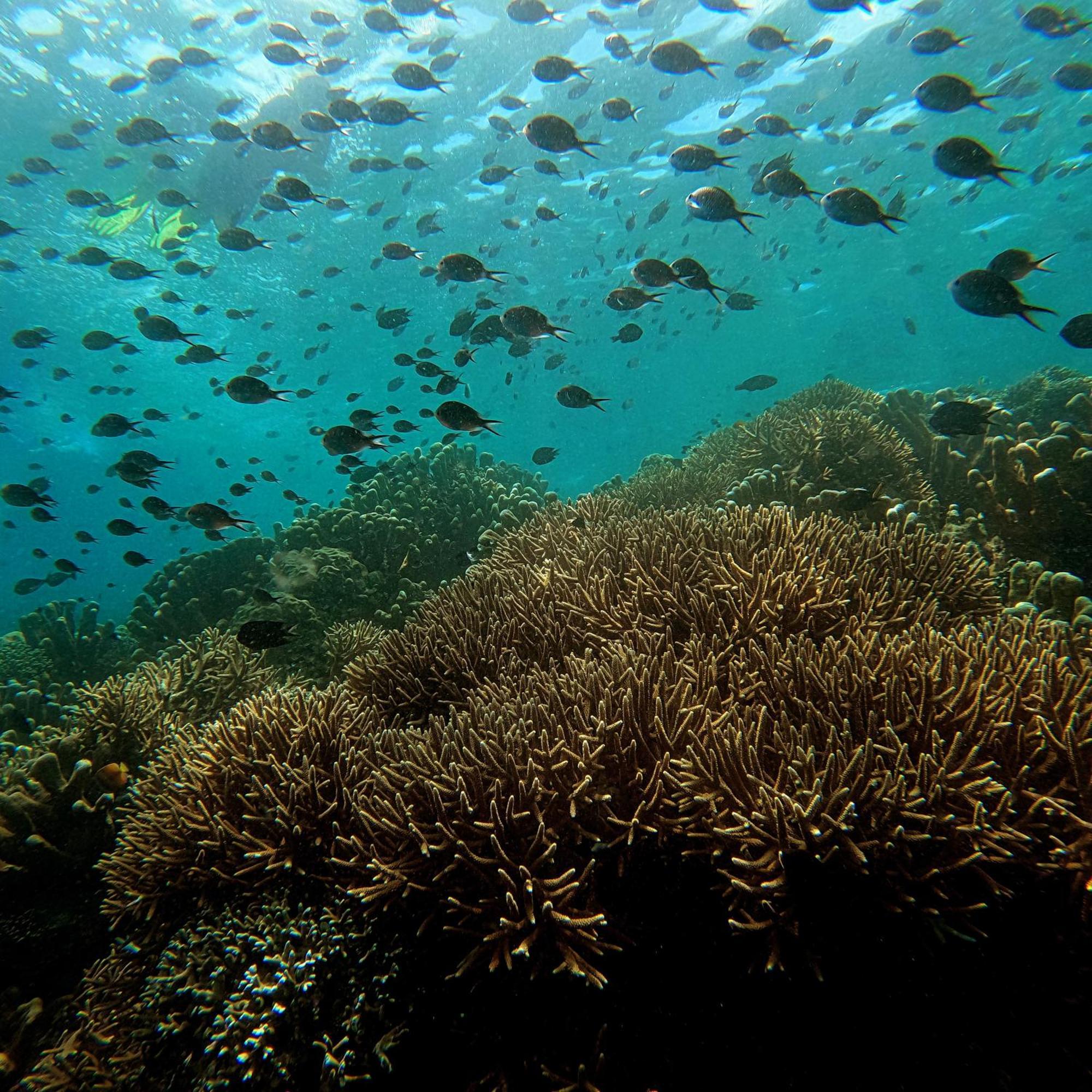 4 Sisters Divers Bunaken Exteriör bild