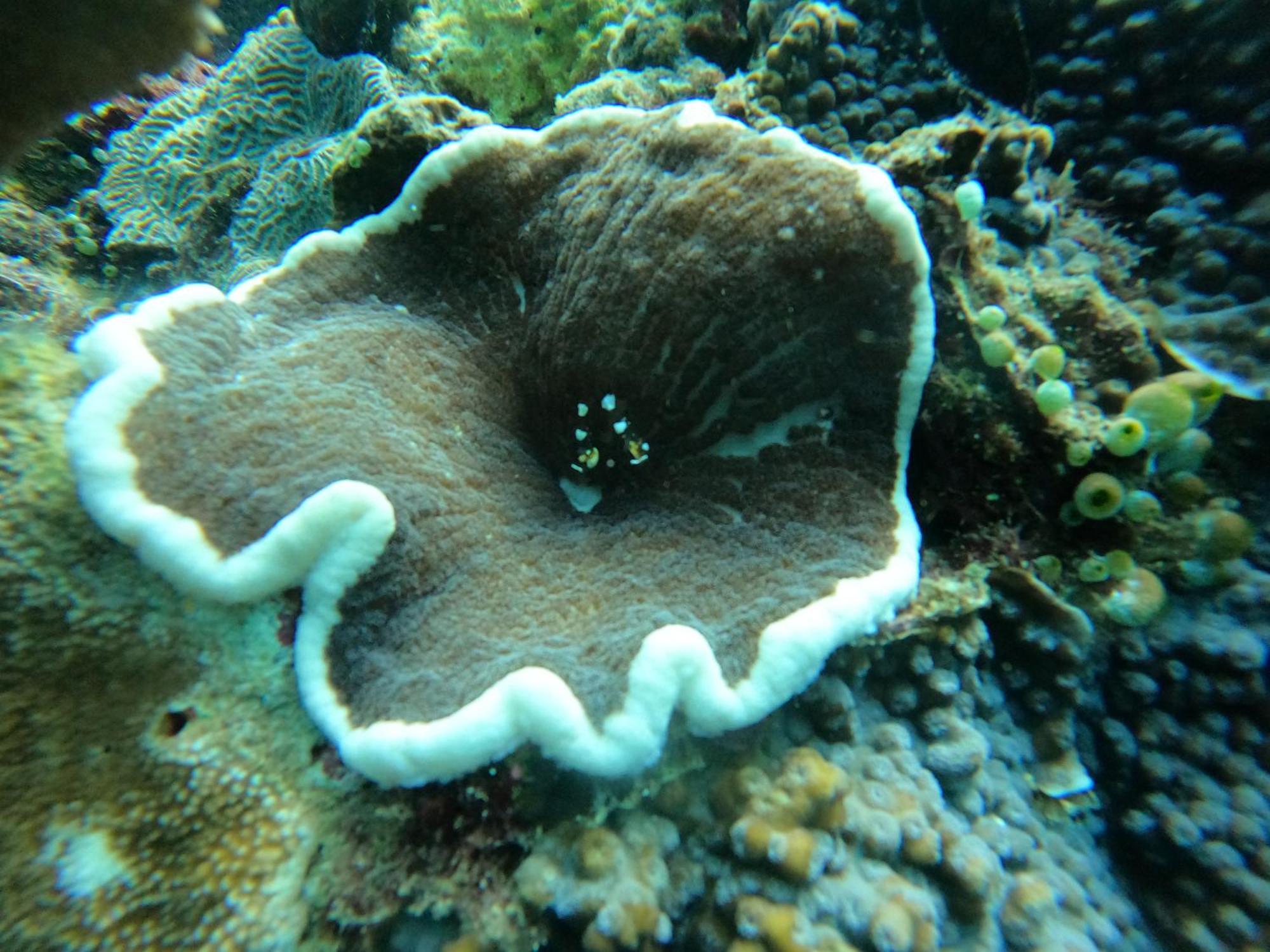 4 Sisters Divers Bunaken Exteriör bild