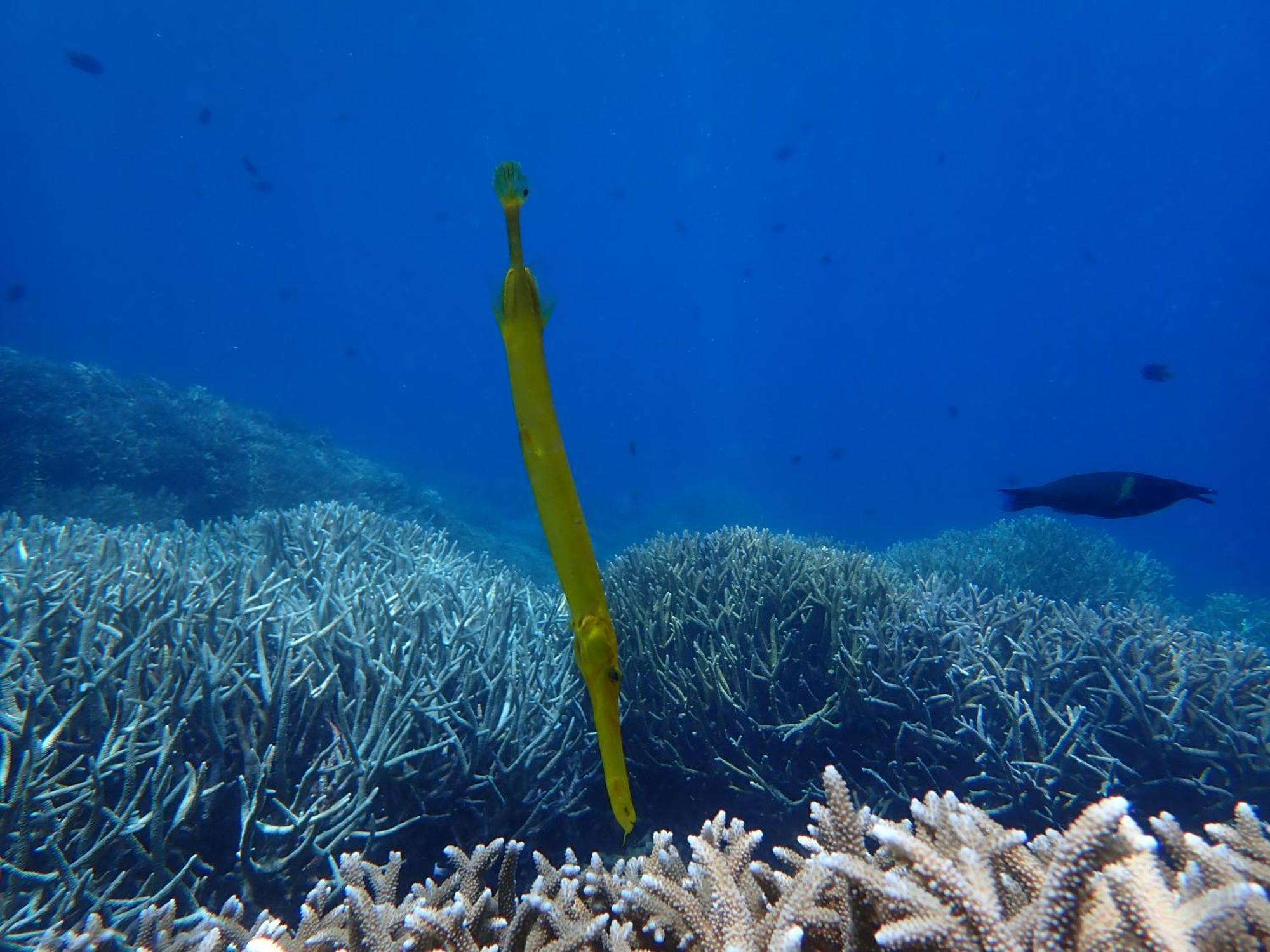 4 Sisters Divers Bunaken Exteriör bild