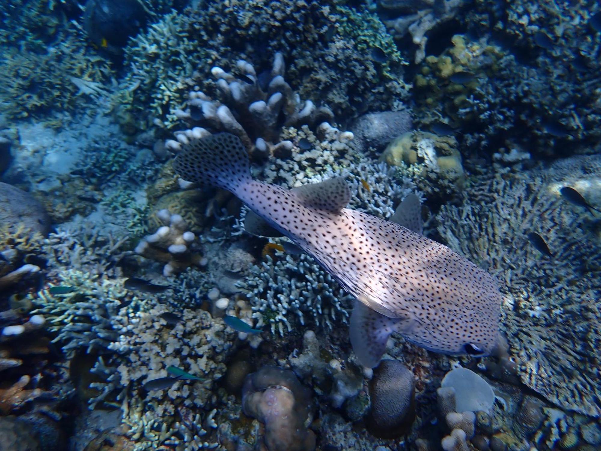4 Sisters Divers Bunaken Exteriör bild